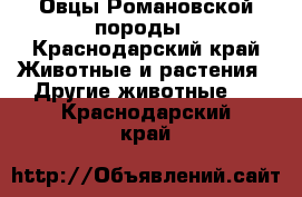 Овцы Романовской породы - Краснодарский край Животные и растения » Другие животные   . Краснодарский край